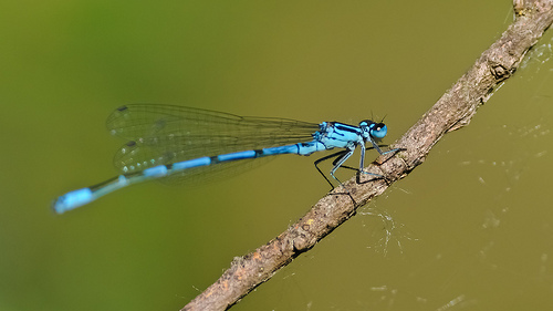 Conferma identificazione: Coenagrion puella?